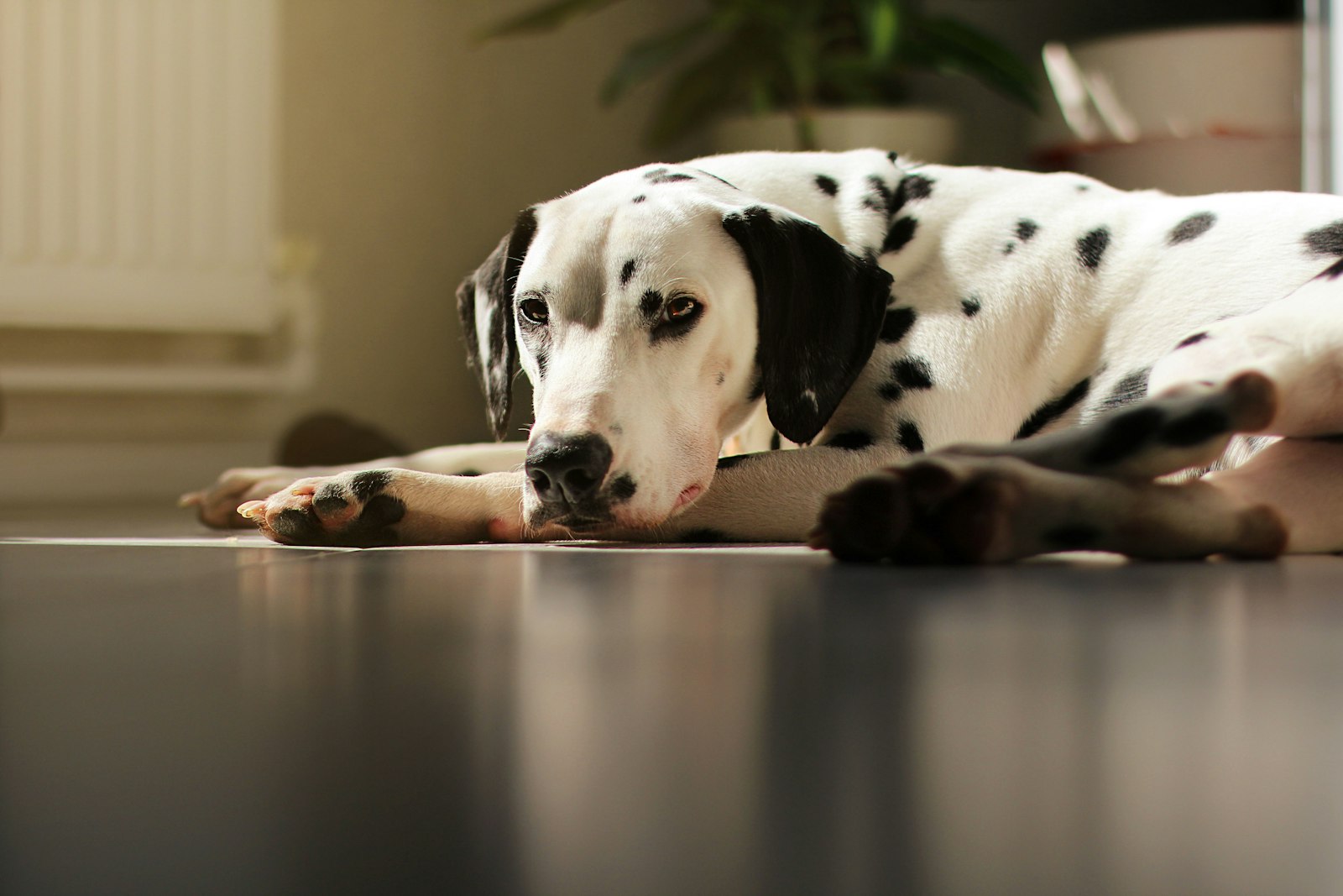 Vet Clinic in Pleasanton: What Dalmatian Owners Should Know About Care, Health, and Daily Life