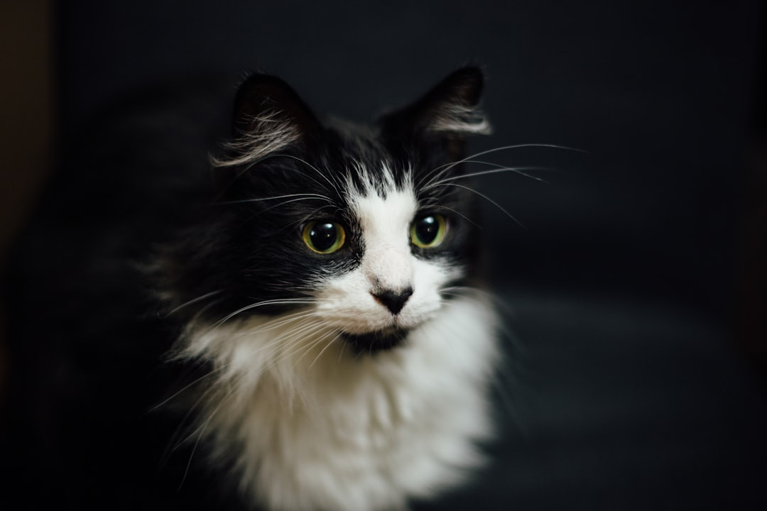 Hypertrophic Cardiomyopathy in Cats: What Pleasanton Owners Should Know About This Common Feline Heart Disease